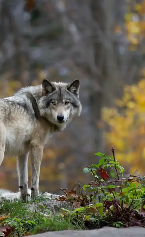 alpha-wolf-myth (1)